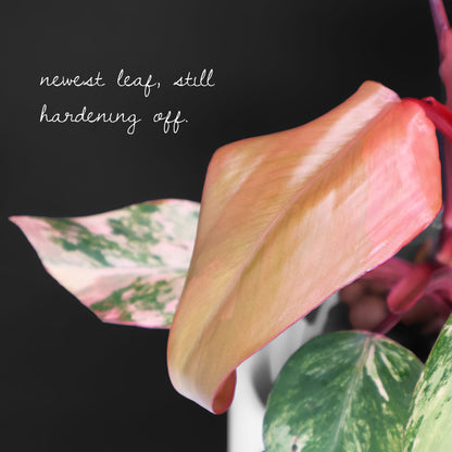 Philodendron Strawberry Shake