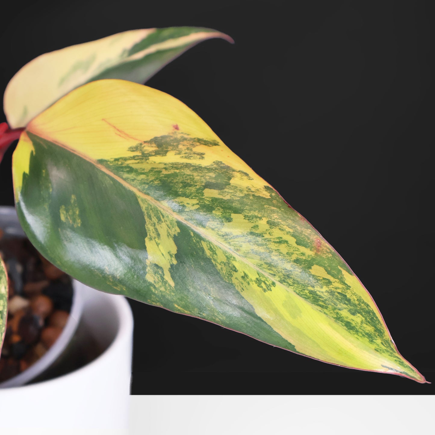 Philodendron Strawberry Shake
