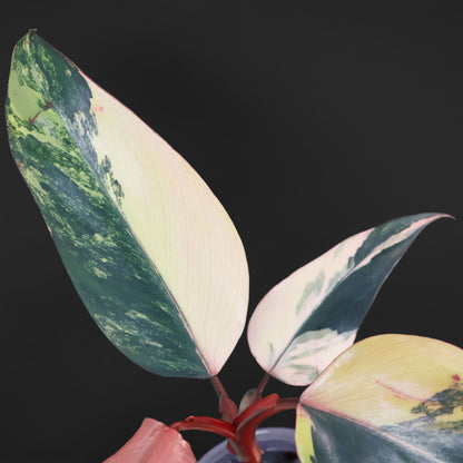 Philodendron Strawberry Shake