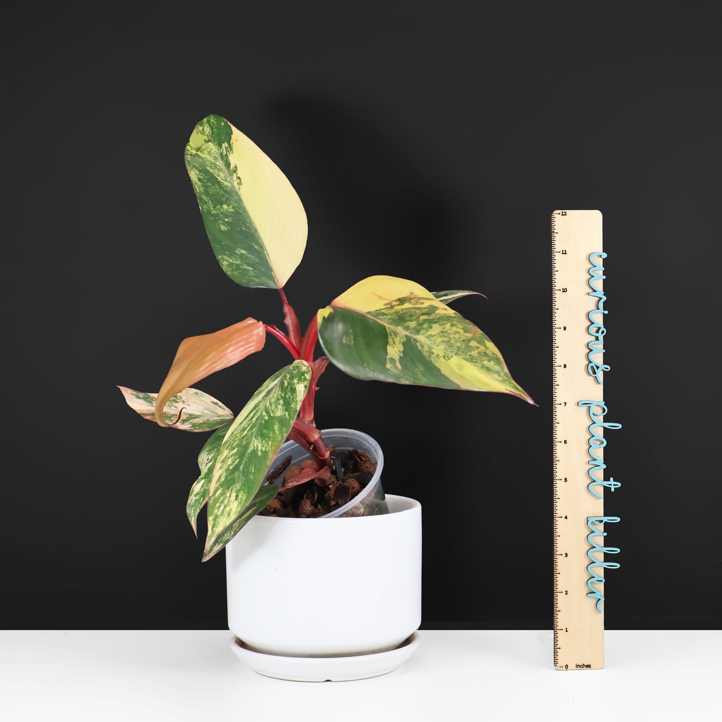 Philodendron Strawberry Shake