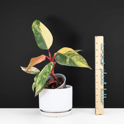 Philodendron Strawberry Shake