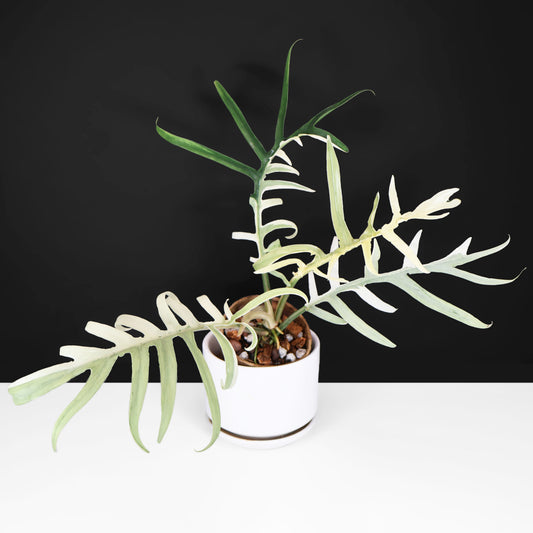 Philodendron "Tortum" Albo