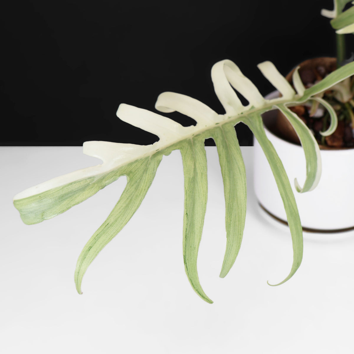Philodendron "Tortum" Albo