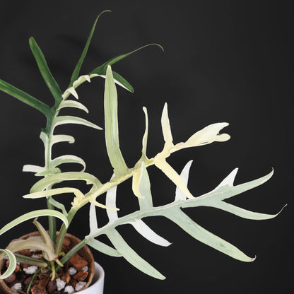 Philodendron "Tortum" Albo