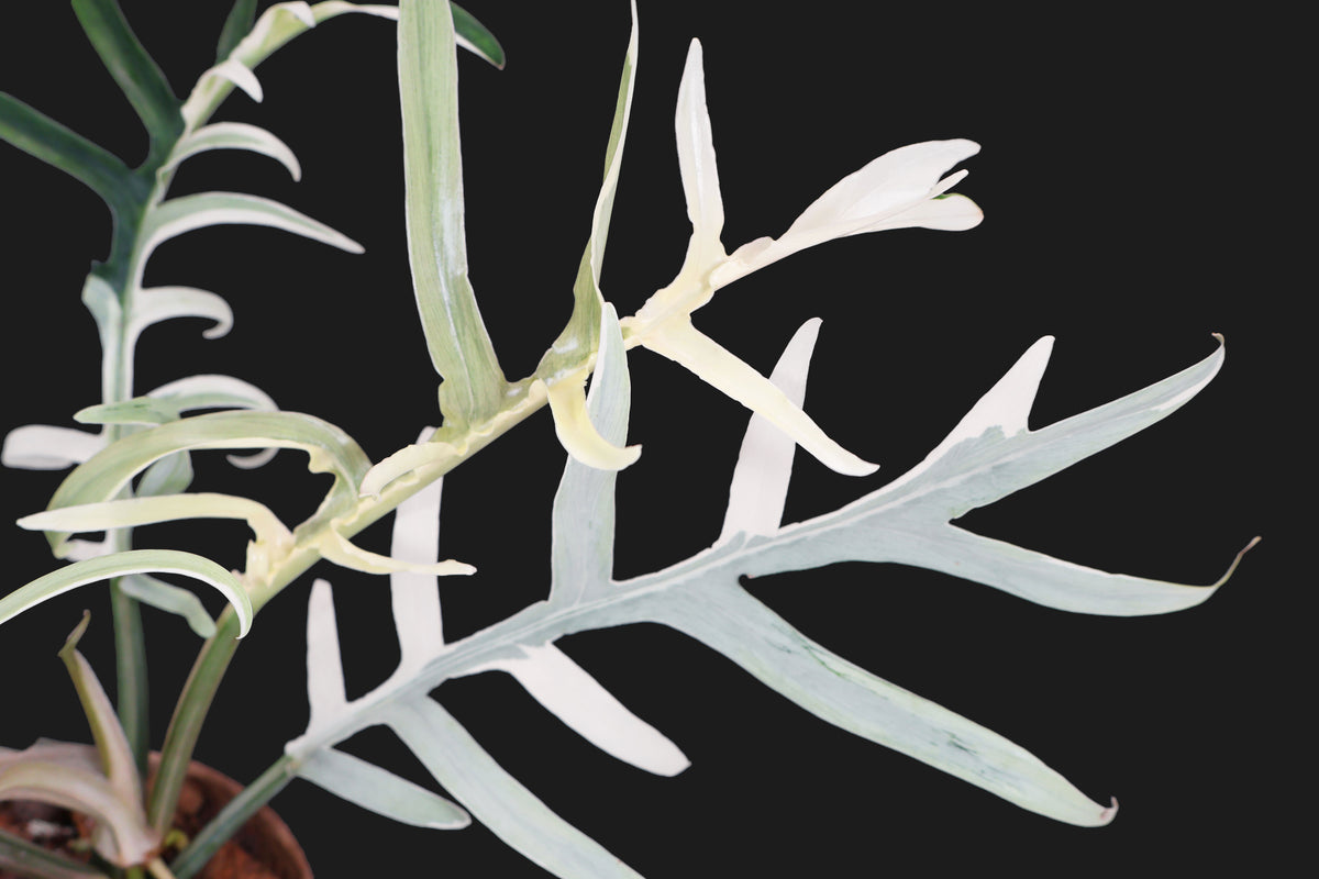 Philodendron "Tortum" Albo
