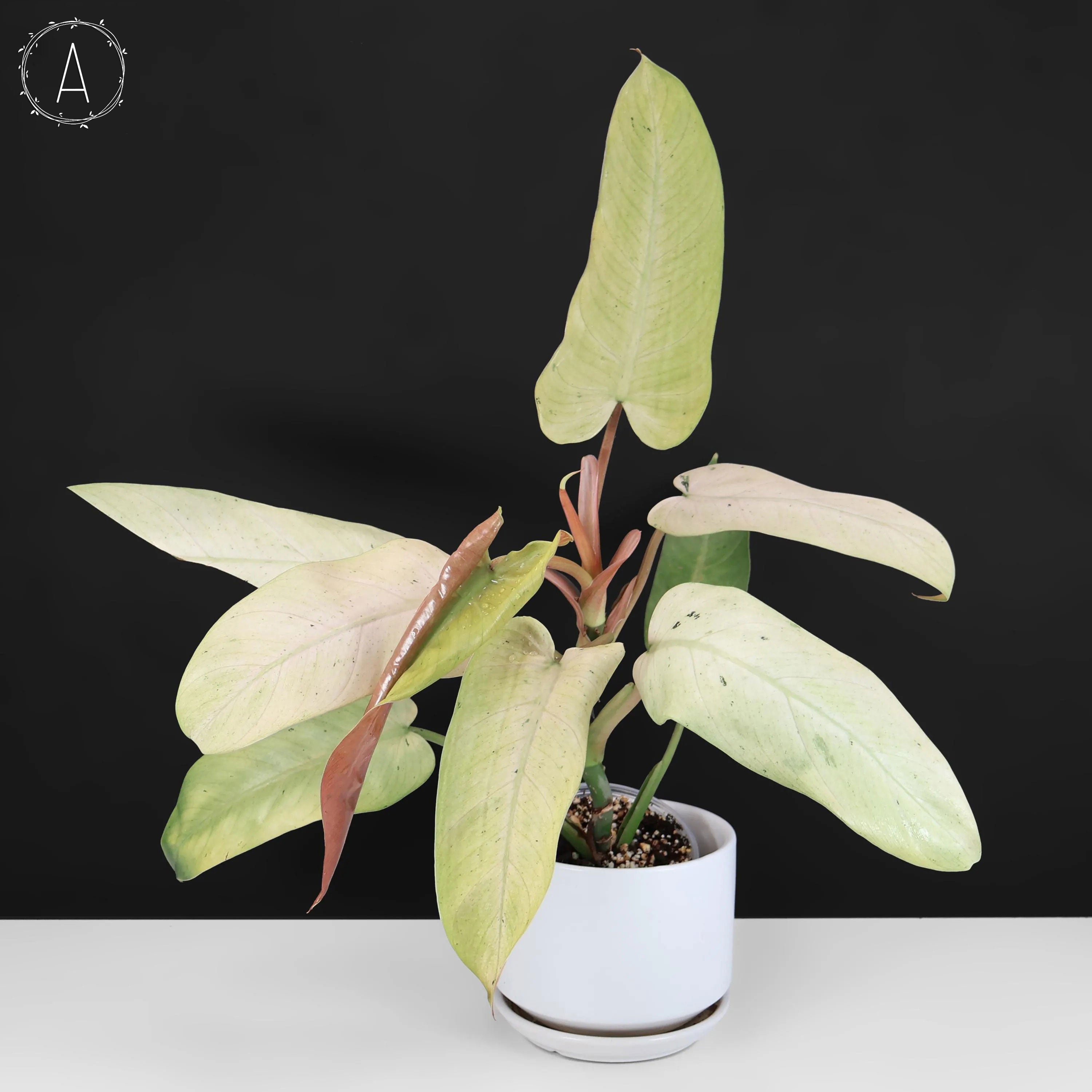 Philodendron Whipple Way – Curious Plant Killer