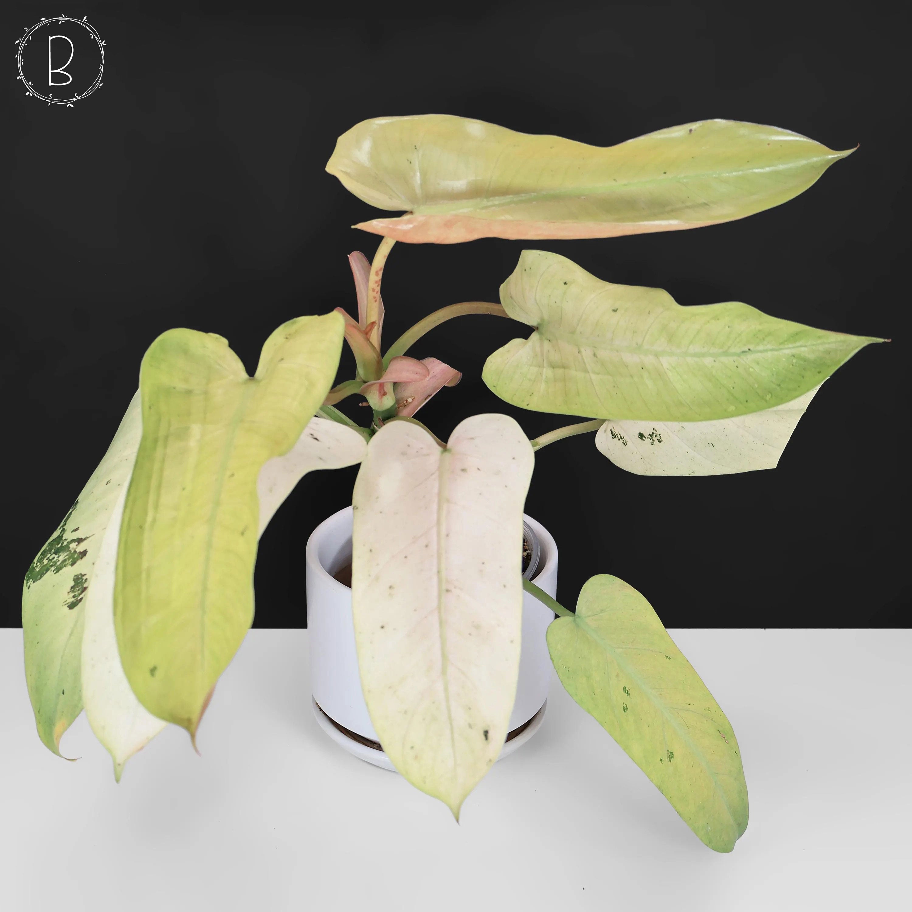 Philodendron Whipple Way – Curious Plant Killer