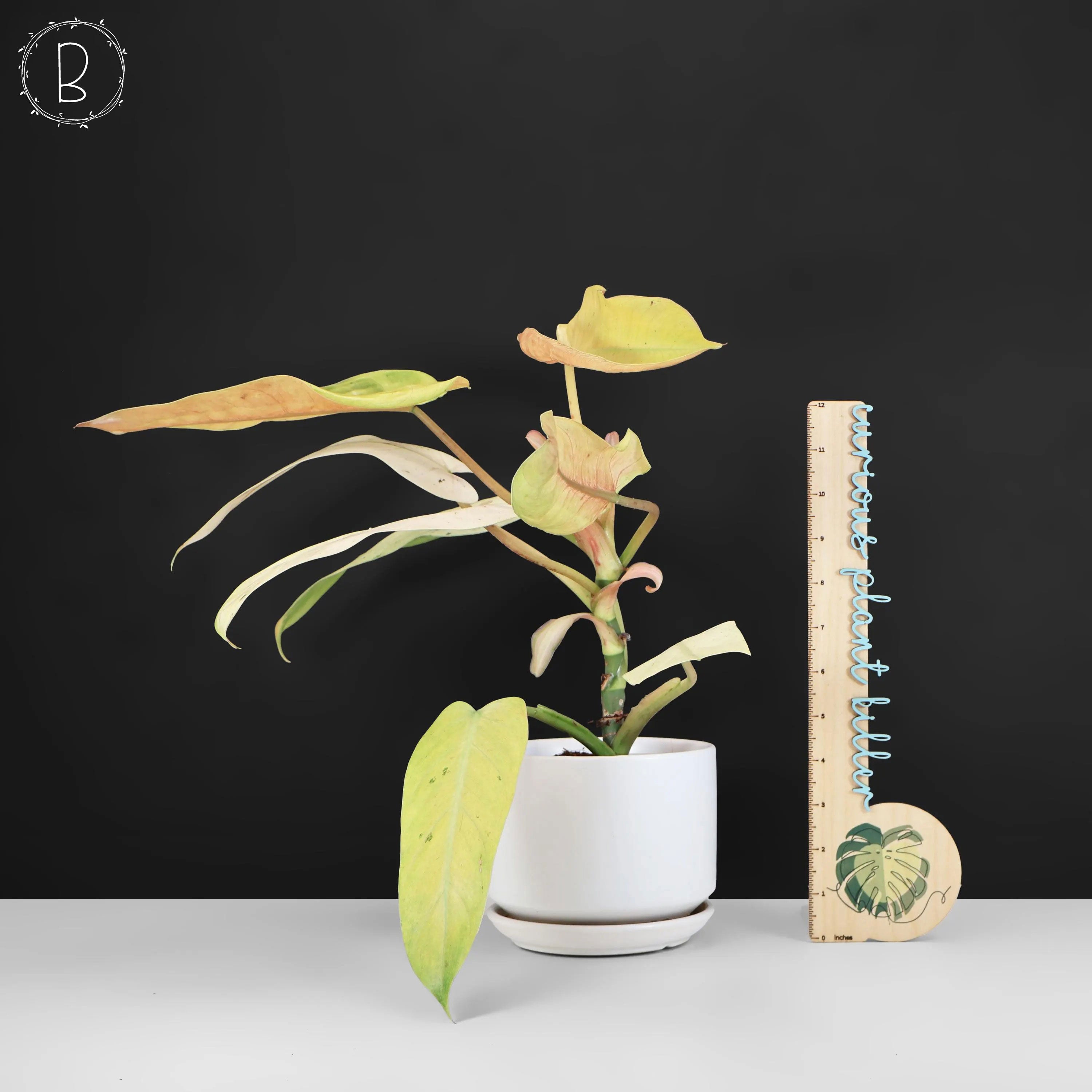 Philodendron Whipple Way – Curious Plant Killer