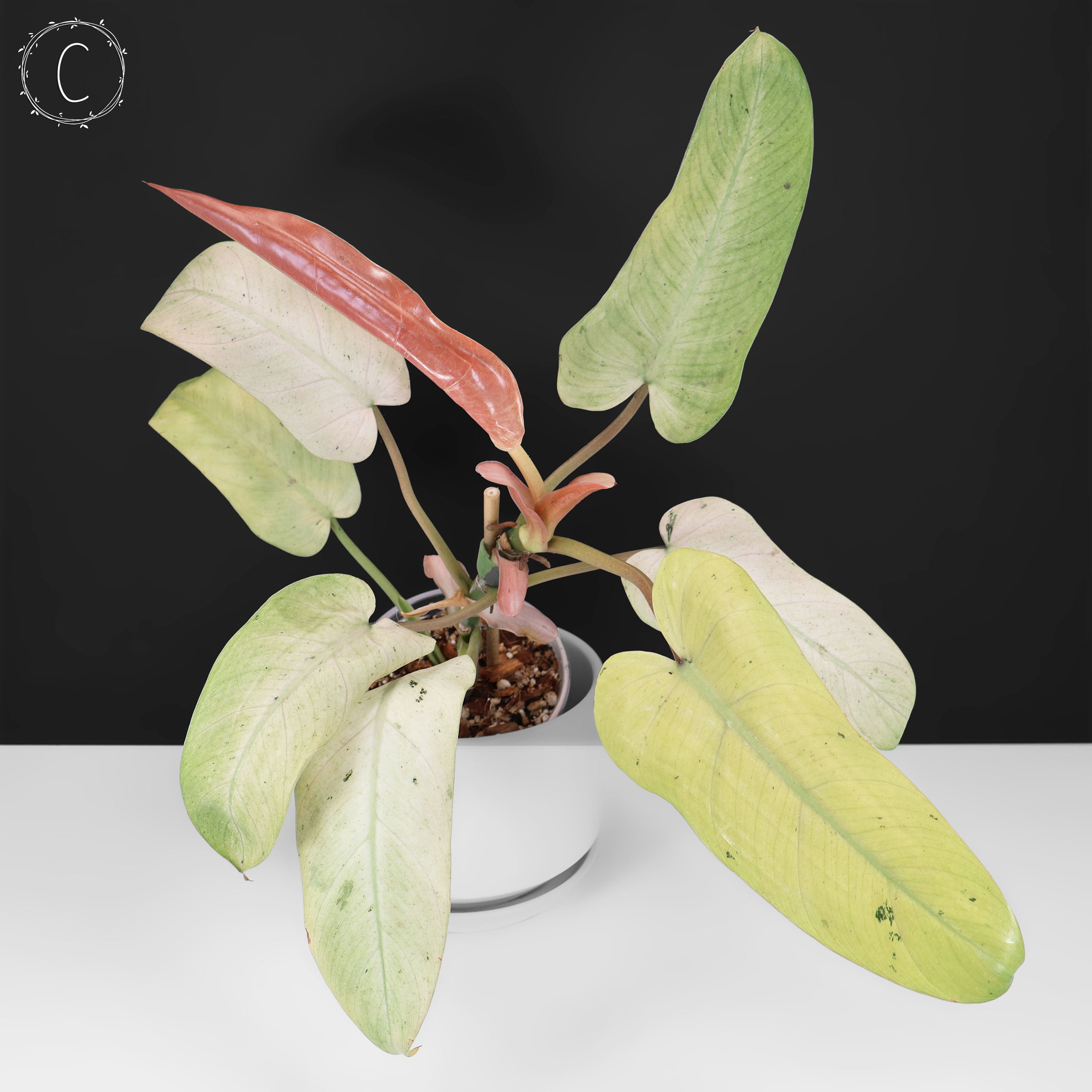 Philodendron Whipple Way – Curious Plant Killer