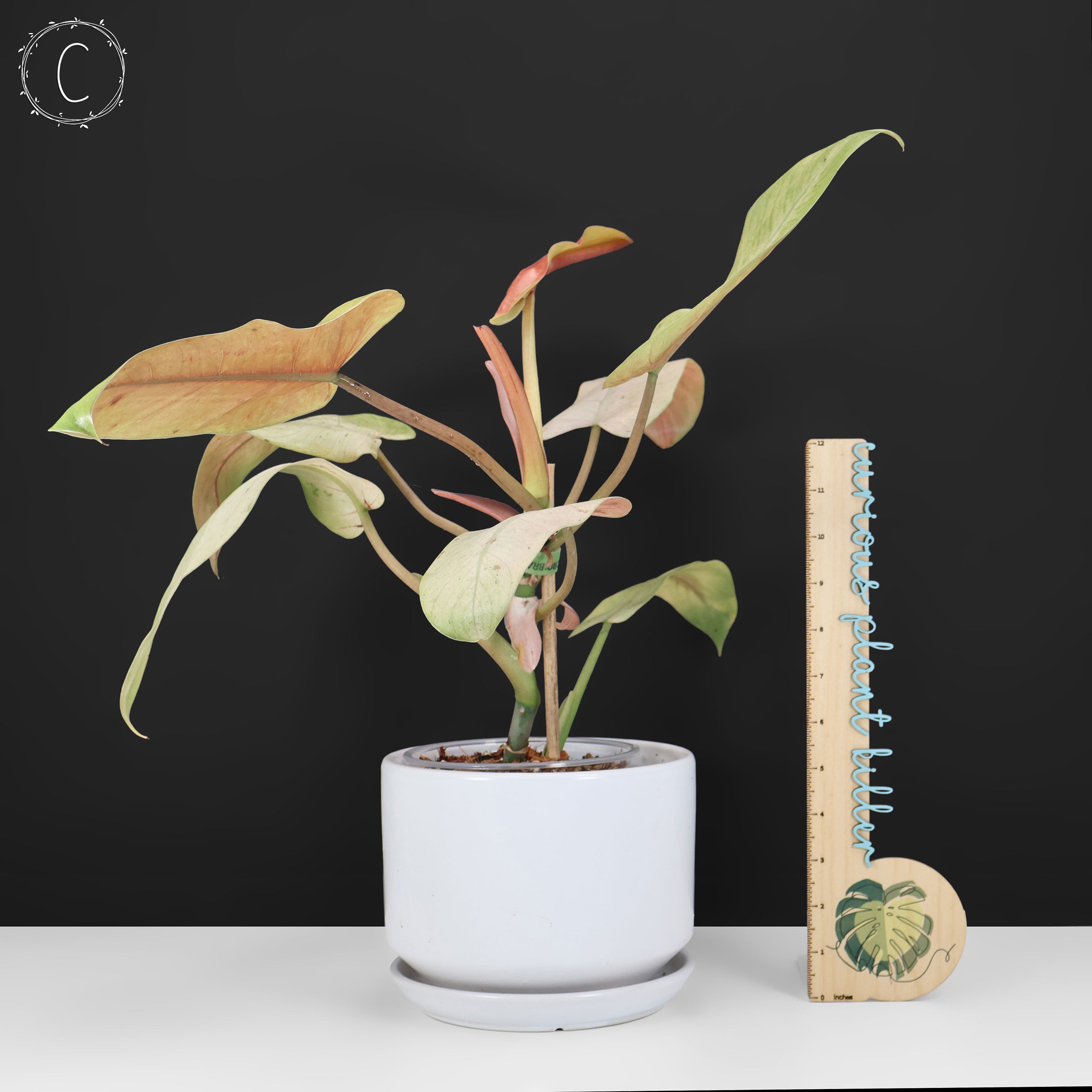 Philodendron Whipple Way – Curious Plant Killer