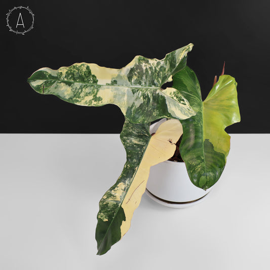 Philodendron Brown Beauty