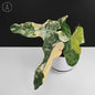 Philodendron Brown Beauty