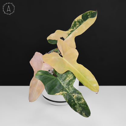 Philodendron Brown Beauty