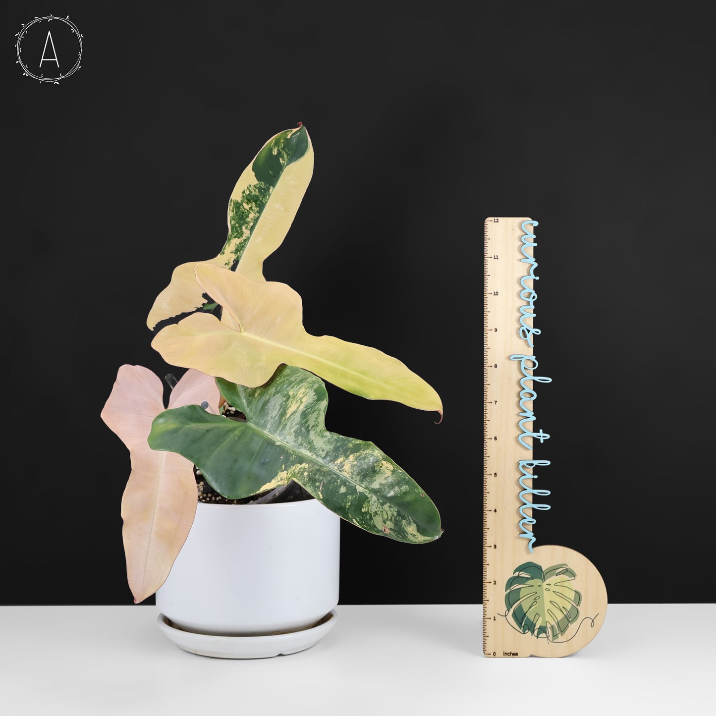 Philodendron Brown Beauty