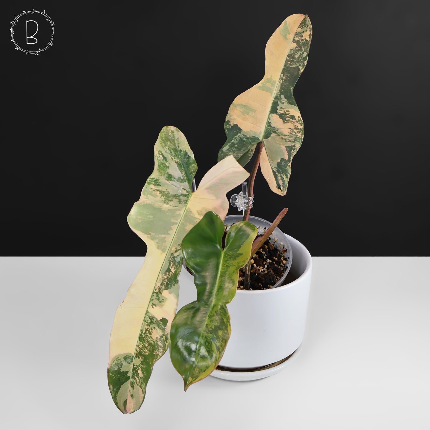 Philodendron Brown Beauty