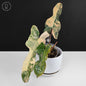 Philodendron Brown Beauty