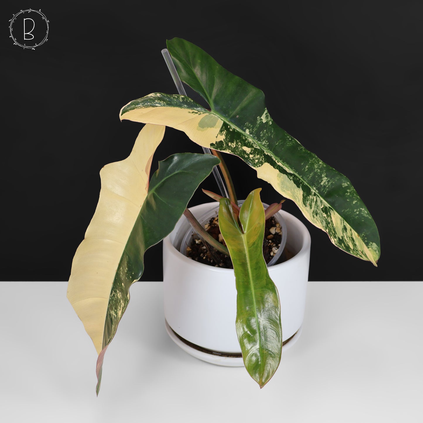 Philodendron Brown Beauty