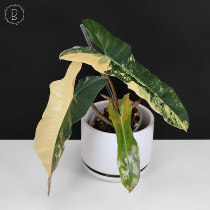 Philodendron Brown Beauty