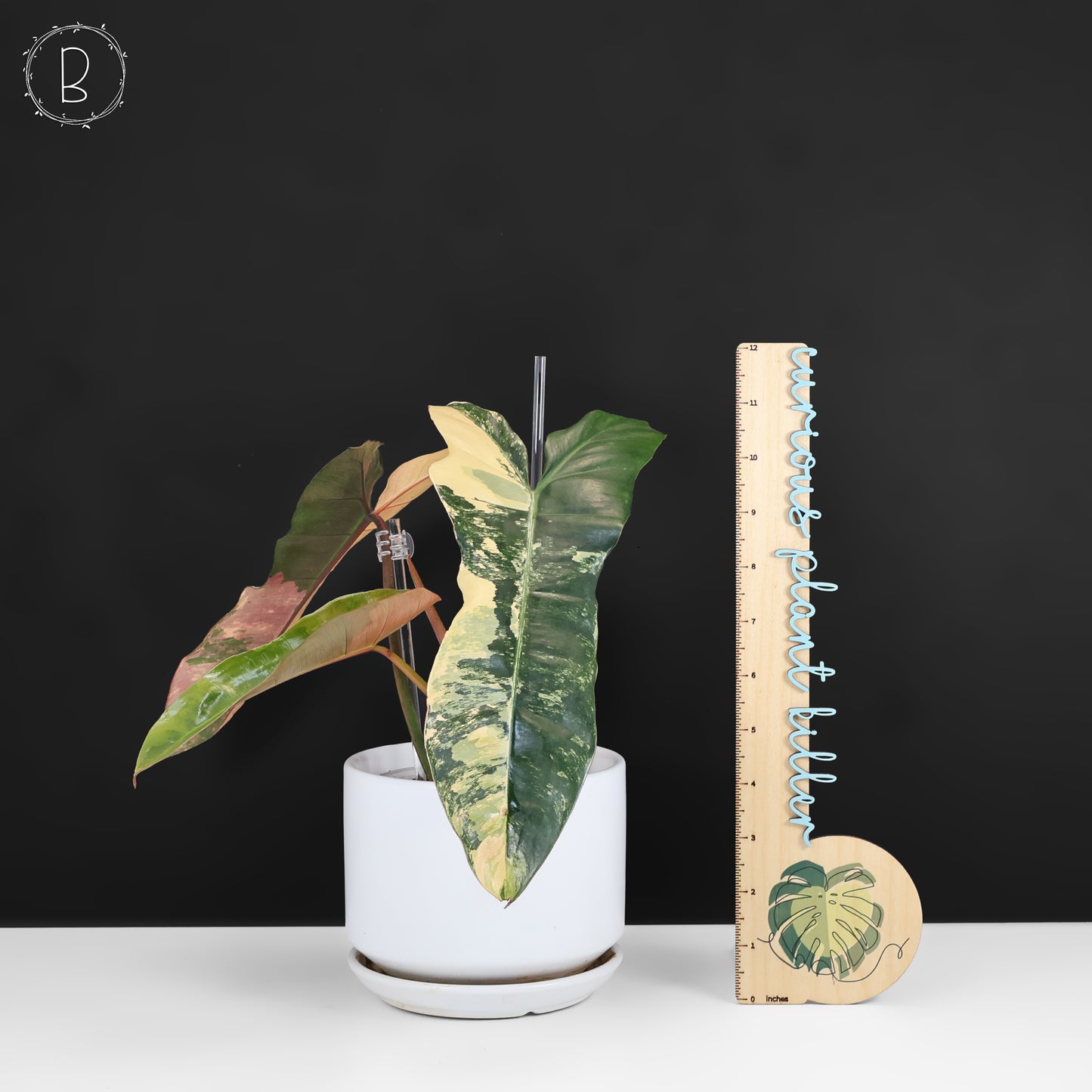 Philodendron Brown Beauty