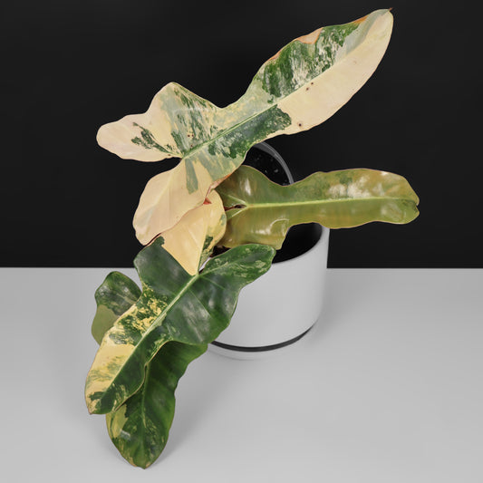 Philodendron Brown Beauty