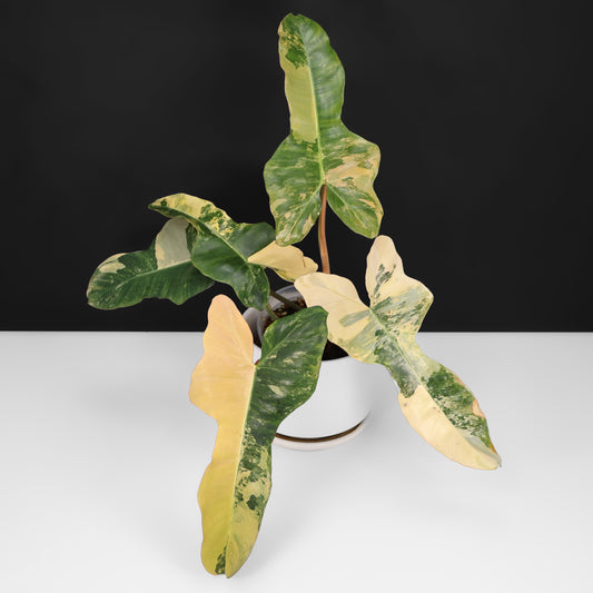 Philodendron Brown Beauty