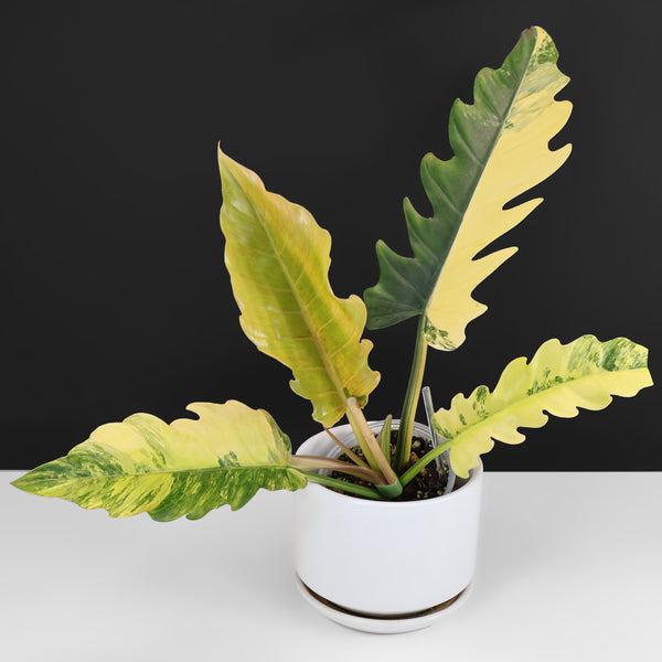 Potted plant with green and yellow serrated leaves on a white surface with a black background.
