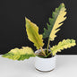 Potted plant with green and yellow serrated leaves on a white surface with a black background.