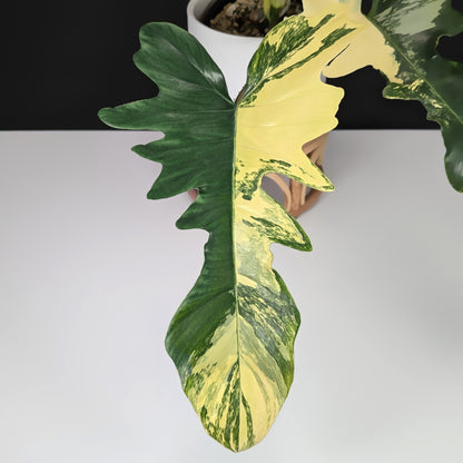 Philodendron Florida Beauty x Mayoi