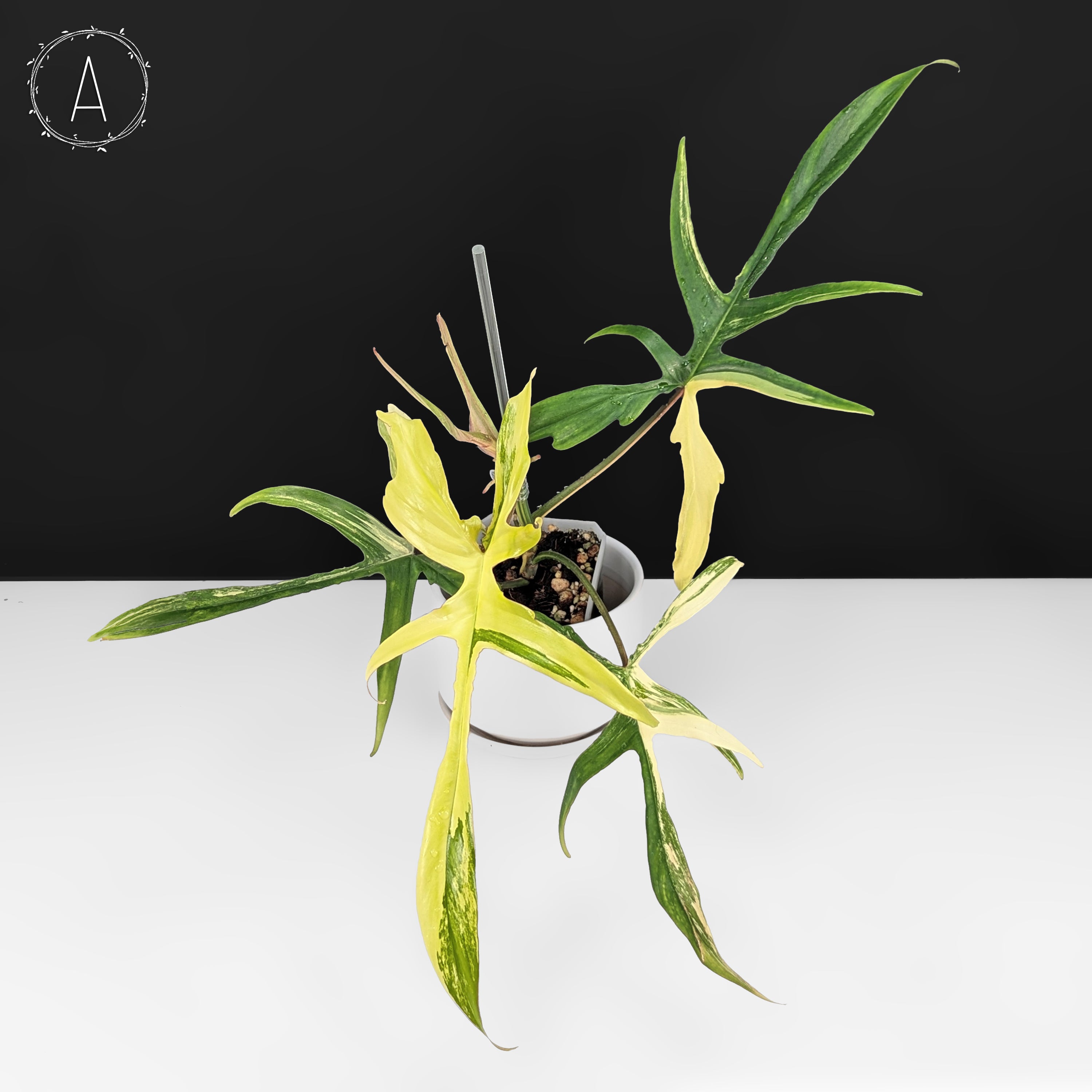 902 斑入P.(polypodioides x Florida Beauty) Philodendron Florida Beauty x Polypodioides – Curious Plant Killer