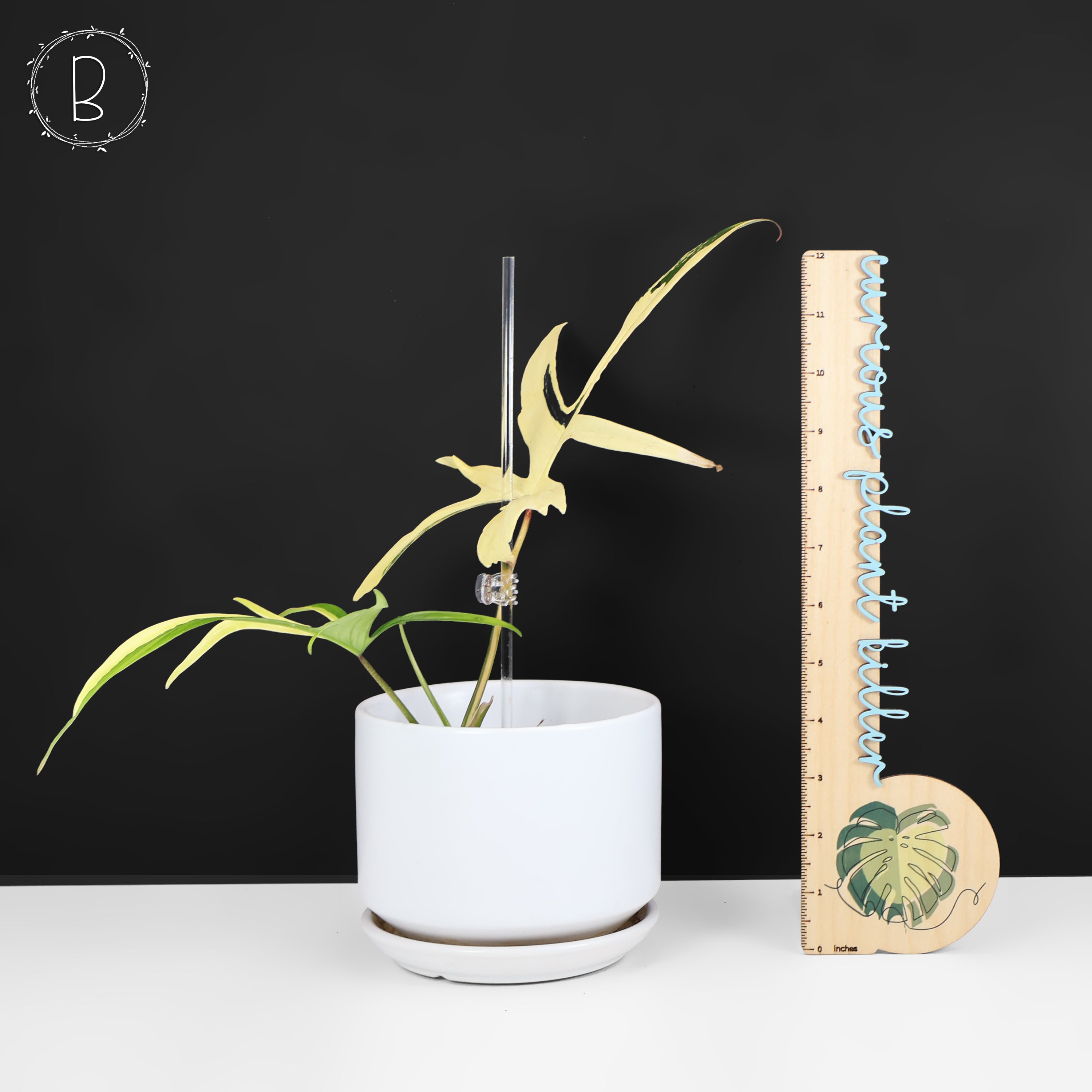 902 斑入P.(polypodioides x Florida Beauty) Philodendron Florida Beauty x Polypodioides – Curious Plant Killer