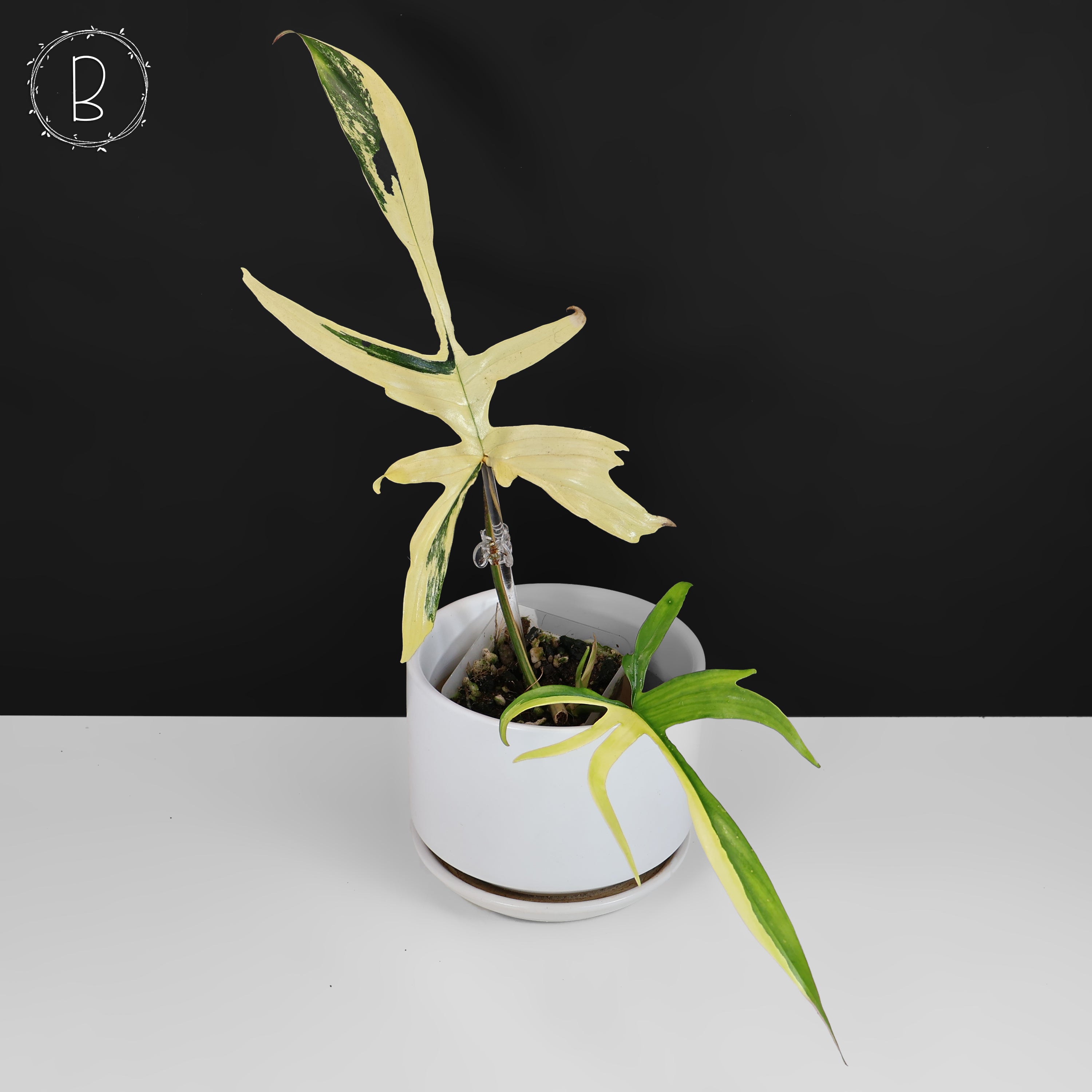 902 斑入P.(polypodioides x Florida Beauty) Philodendron Florida Beauty x Polypodioides – Curious Plant Killer