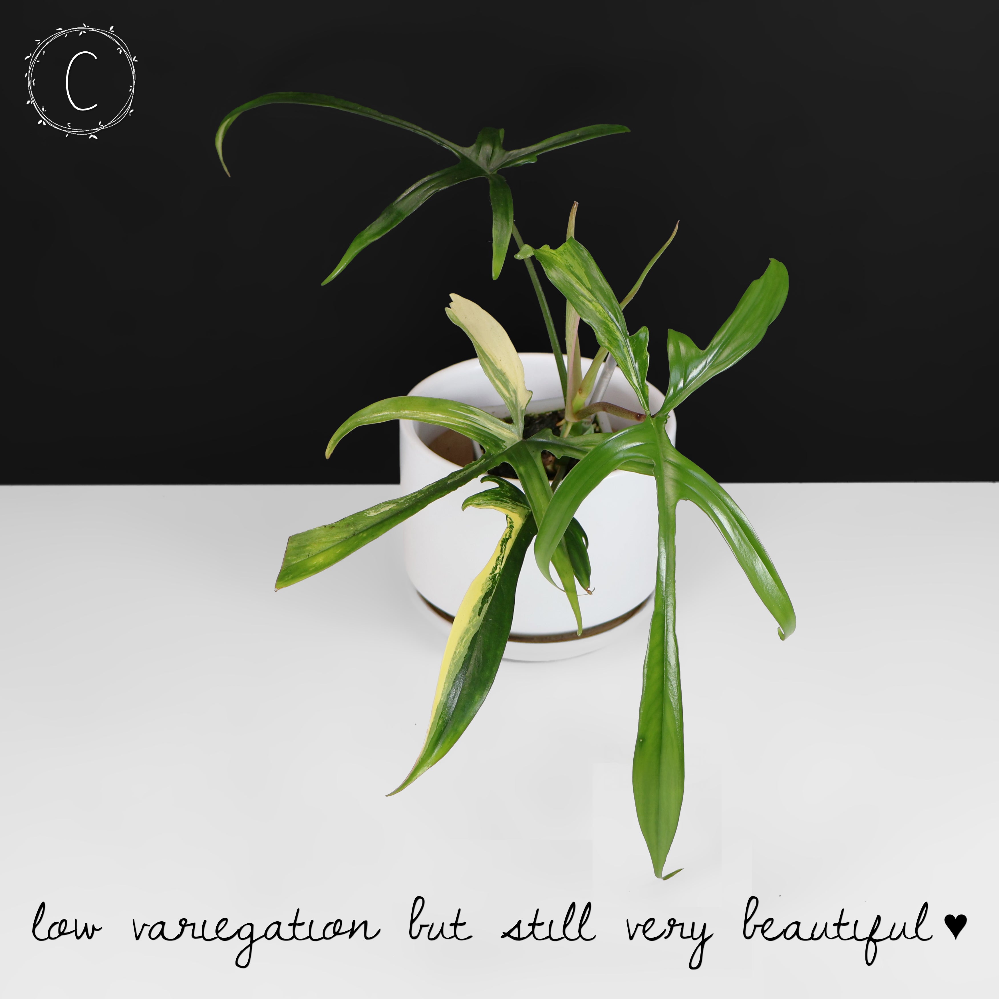 Philodendron Florida Beauty x Polypodioides – Curious Plant Killer