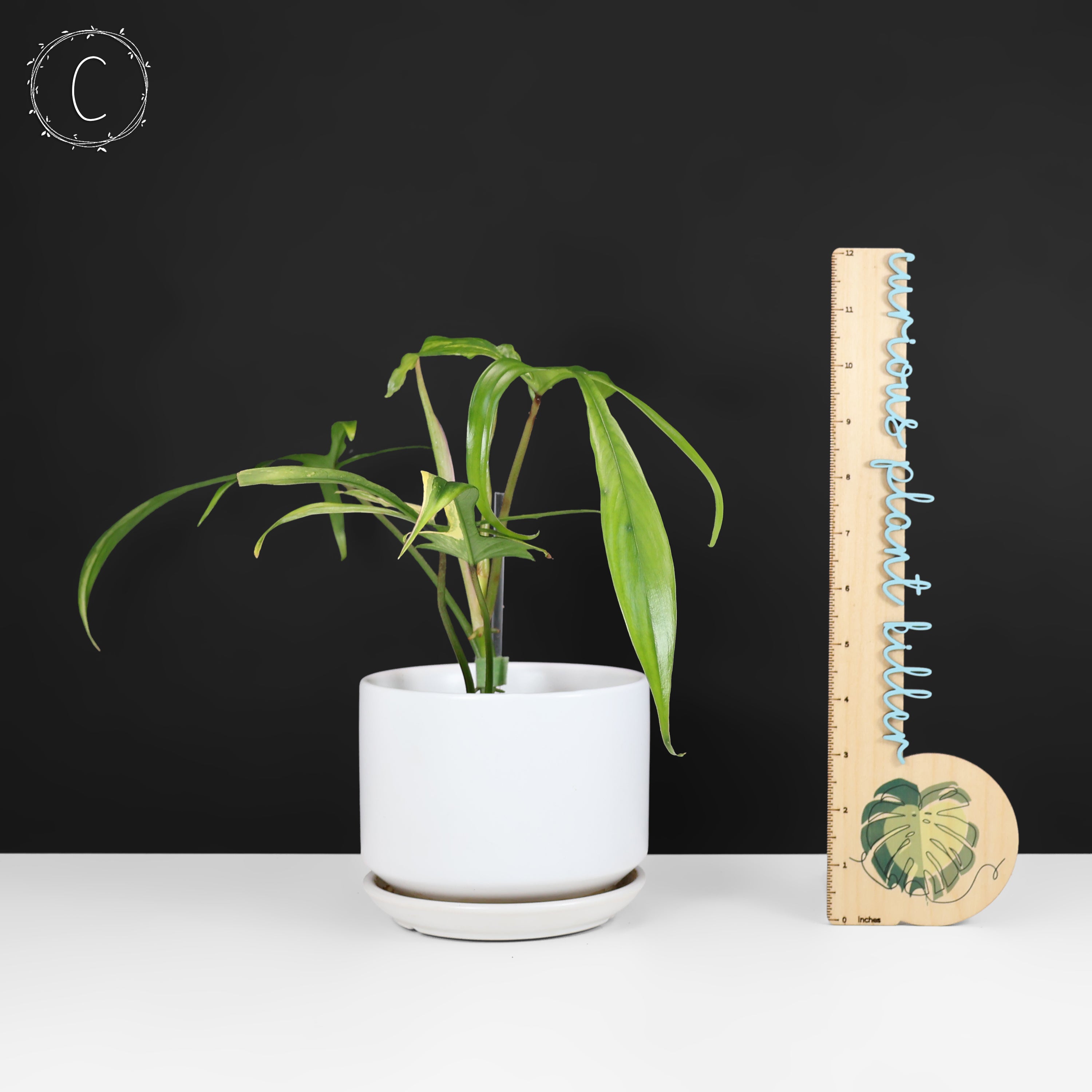 Philodendron Florida Beauty x Polypodioides – Curious Plant Killer