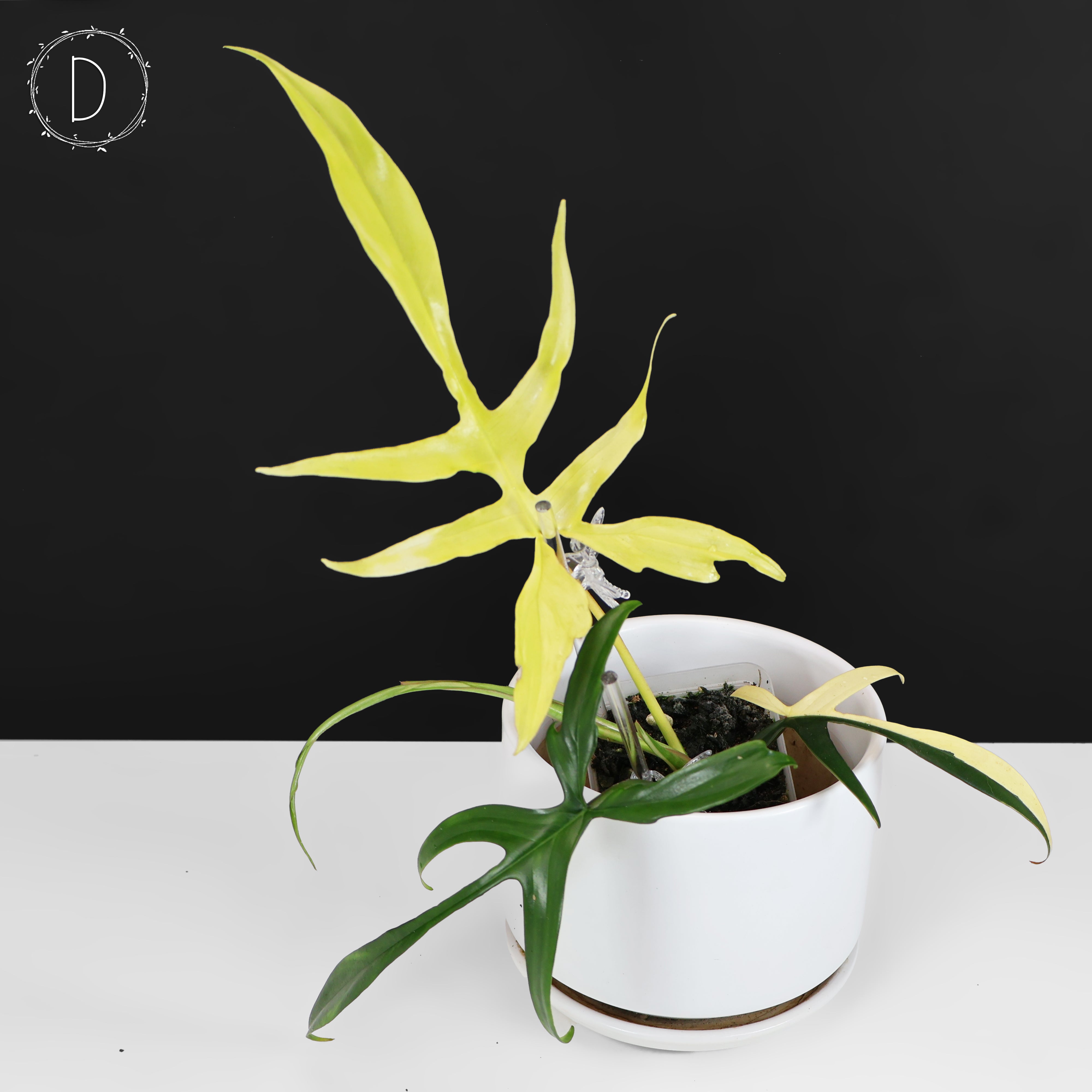 Philodendron Florida Beauty x Polypodioides – Curious Plant Killer