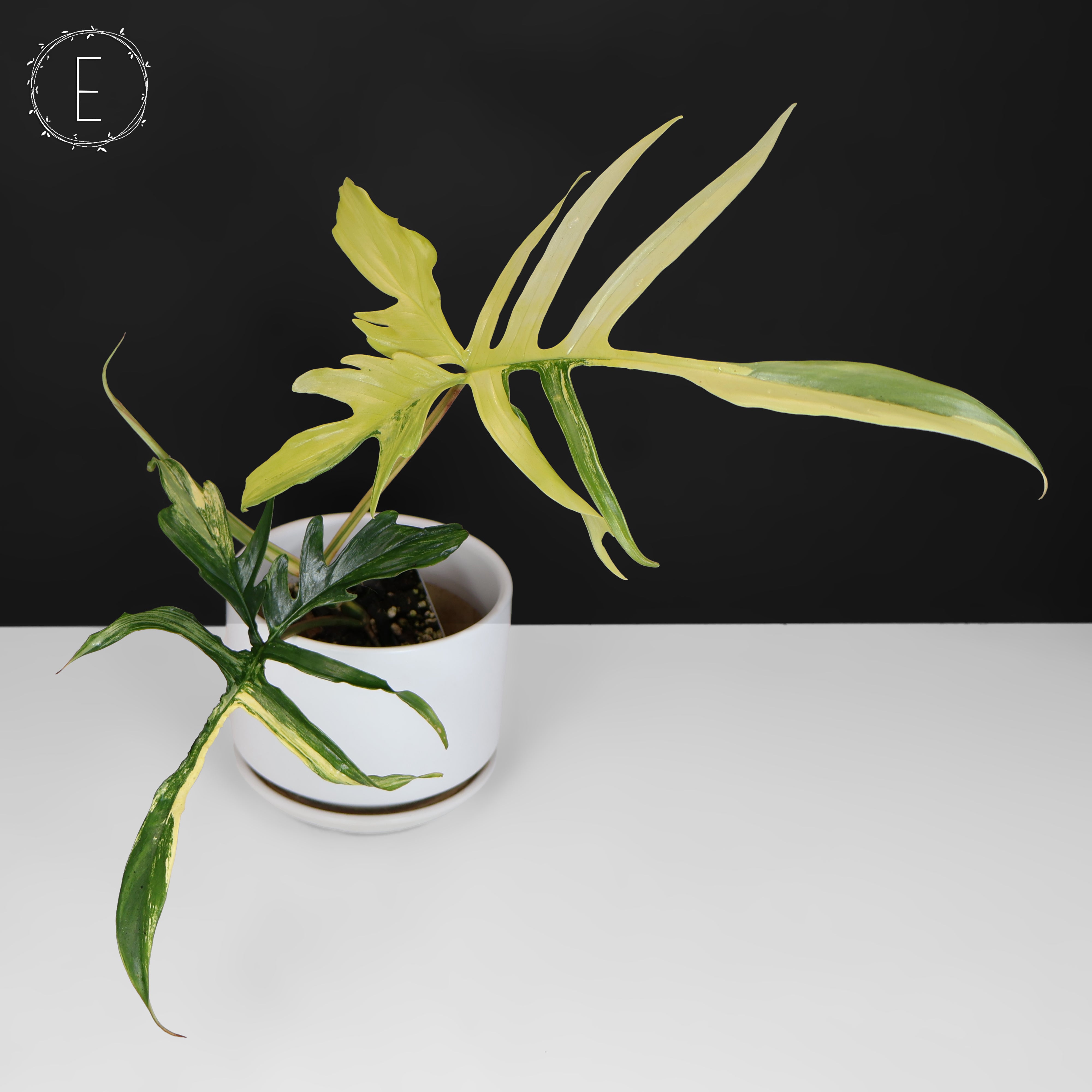 902 斑入P.(polypodioides x Florida Beauty) Philodendron Florida Beauty x Polypodioides – Curious Plant Killer