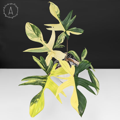 Philodendron Florida Beauty