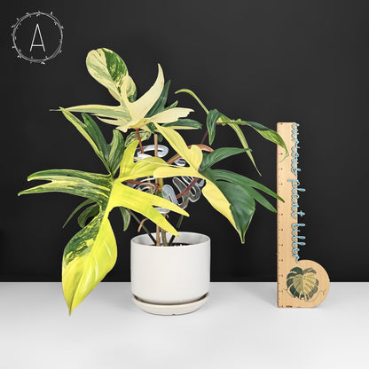 Philodendron Florida Beauty