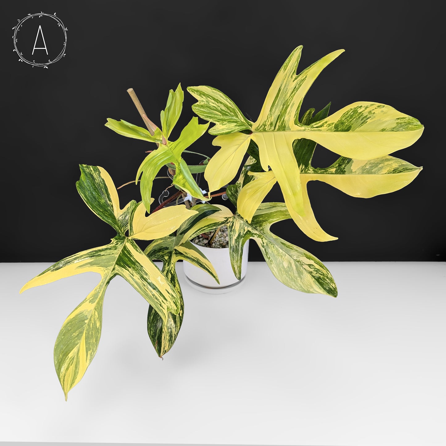 Philodendron Florida Beauty