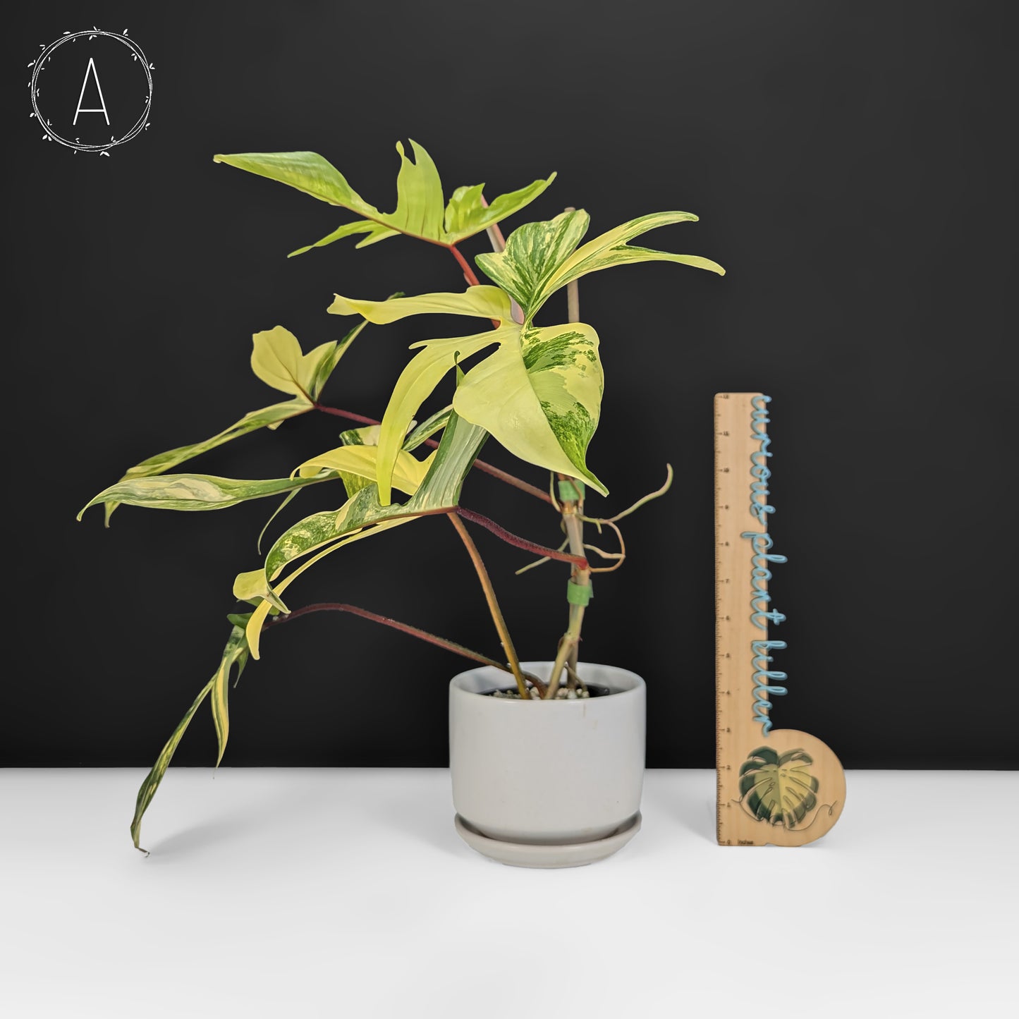 Philodendron Florida Beauty