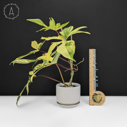 Philodendron Florida Beauty
