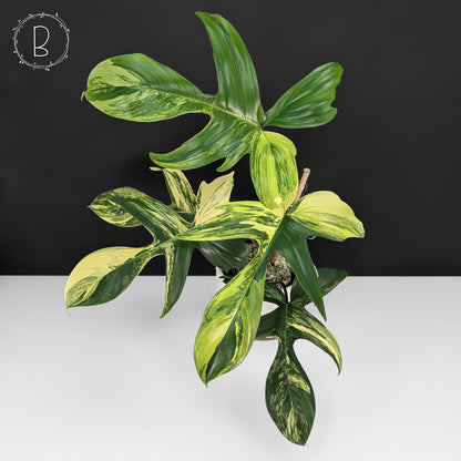 Philodendron Florida Beauty