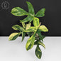 Philodendron Florida Beauty