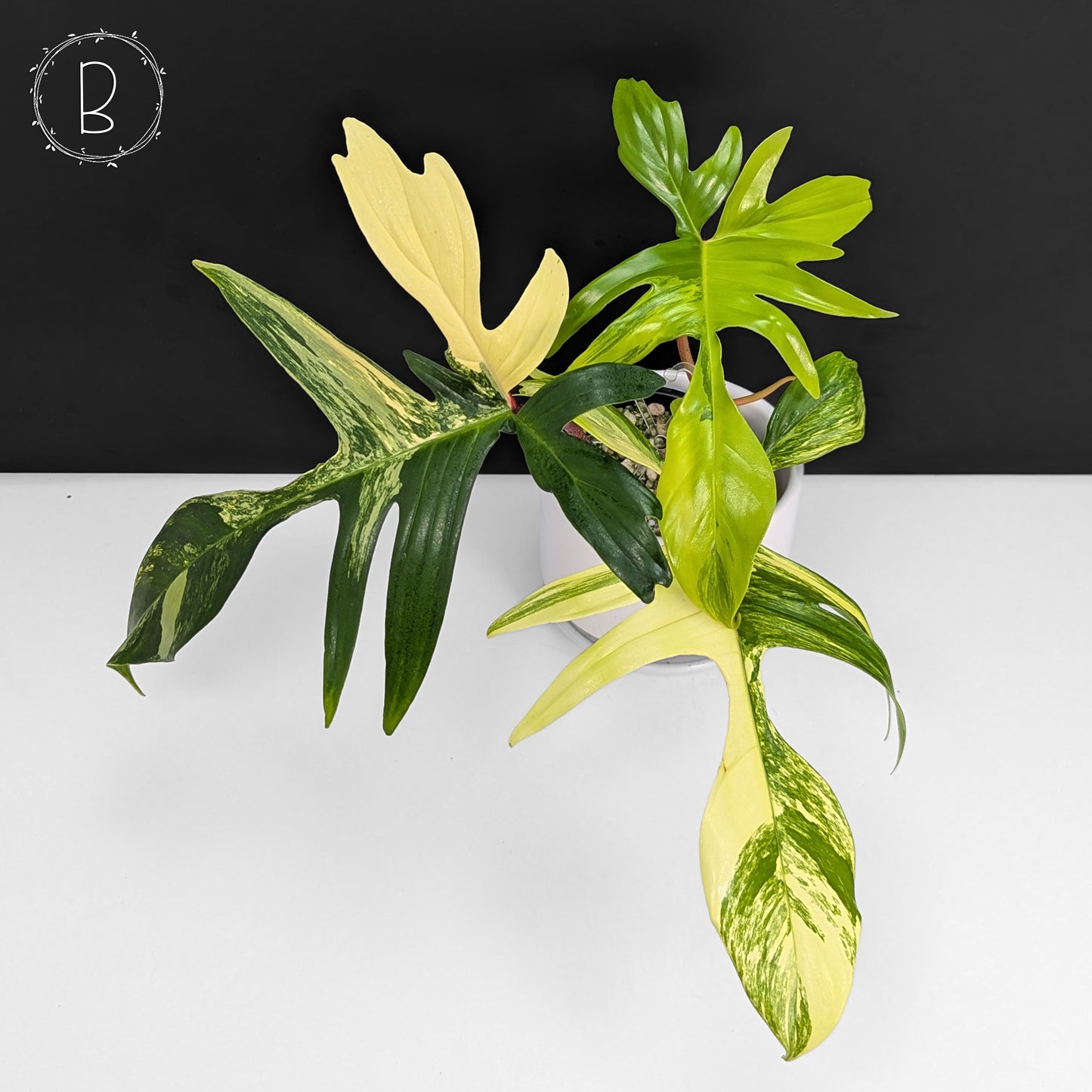 Philodendron Florida Beauty