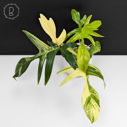 Philodendron Florida Beauty