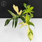 Philodendron Florida Beauty