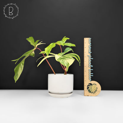 Philodendron Florida Beauty