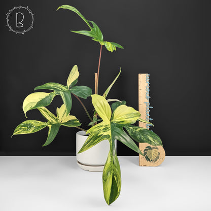 Philodendron Florida Beauty