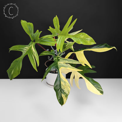 Philodendron Florida Beauty