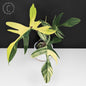 Philodendron Florida Beauty