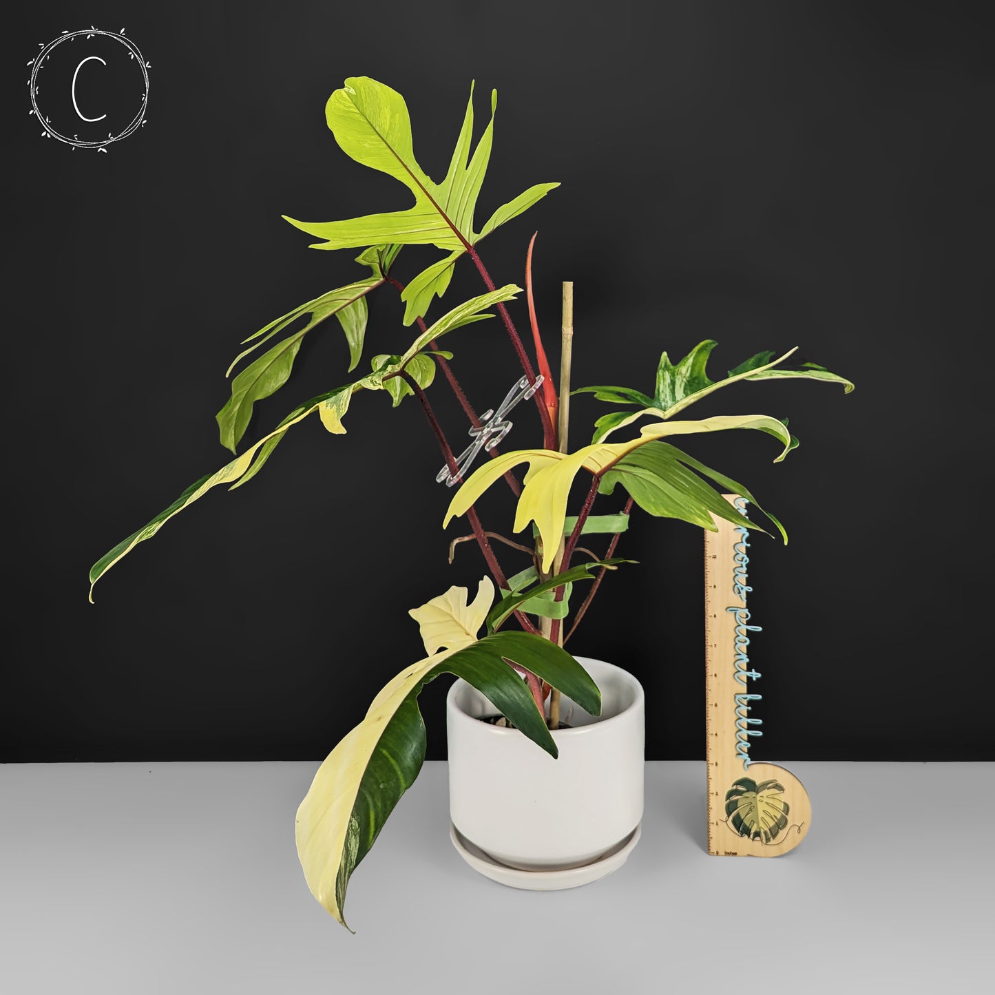Philodendron Florida Beauty